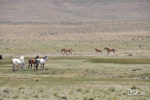 Cavalos correm pelos campos no nosso caminho para a Cueva de Las Manos, no sul da patagônia, na Argentina
